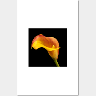 Single Red And Yellow Calla Lily Posters and Art